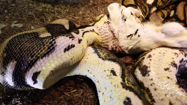 python unbelievable view of swallowing baby goat