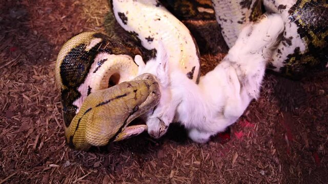 reticulated python biting baby goat and rolling to continue strangulation