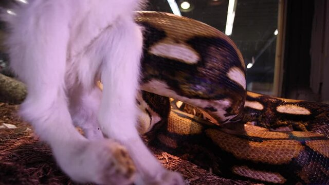 reticulated python being fed baby goat closeup slow motion wide angle