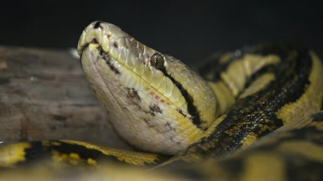 reticluated python closeup nose in the air