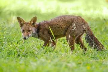 Fox on the prowl, looking for food in a field in Scotland, u.k