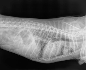 anatomy, black, body, bone, cancellous, care, cartilage, compact, diagnosis, diaphysis, disc,...