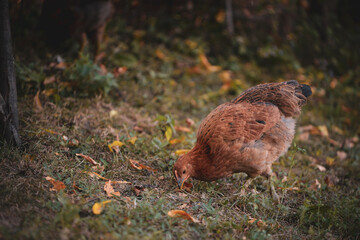 chickens through the natural farm. poultry feeding on the grass during summer season. portrait of young hen with colored feathers
