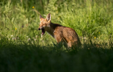 Fox on the prowl, looking for food in a field in Scotland, u.k