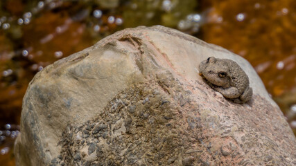 One canyon tree frog (Dryophytes arenicolor) on a rock in the Zion National Park, Utah, USA