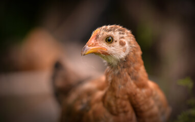 chickens through the natural farm. poultry feeding on the grass during summer season. portrait of young hen with colored feathers