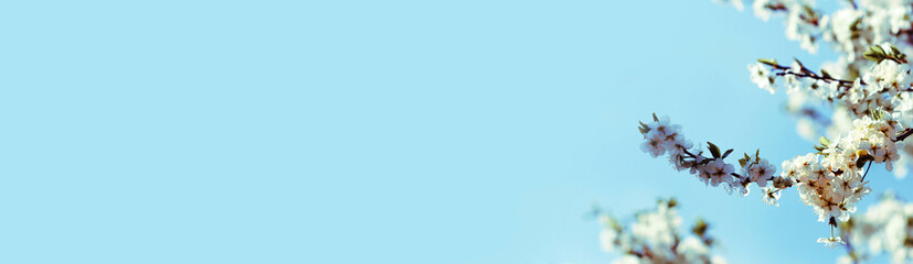 Blooming branch of cherry on a blue sky background on a sunny day. Beautiful abstract spring panoramic banner background with copyspace.