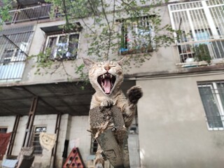 Obraz premium feral cat sitting in the yard. stray cat sits on an old long beam