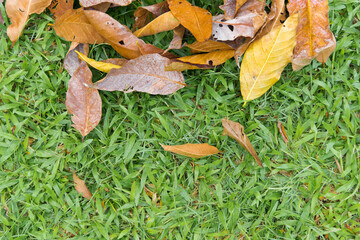 Spring Blossom over green background. Summer Flowers with vintage retro picture style.	