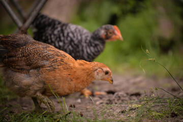 chickens through the natural farm. poultry feeding on the grass during summer season. portrait of young hen with colored feathers
