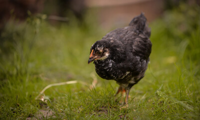 chickens through the natural farm. poultry feeding on the grass during summer season. portrait of young hen with colored feathers