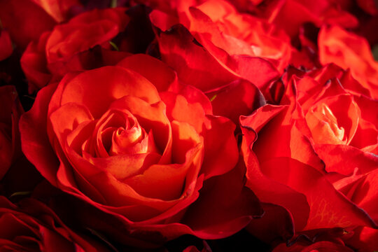 A bouquet of many red roses close-up.
