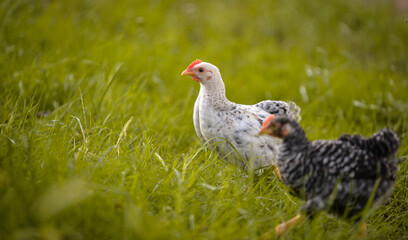 chickens through the natural farm. poultry feeding on the grass during summer season. portrait of young hen with colored feathers