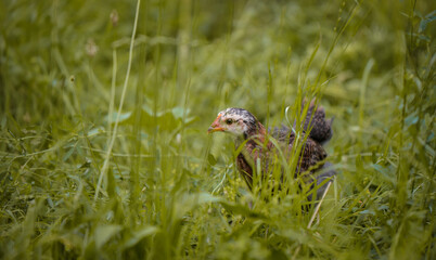 chickens through the natural farm. poultry feeding on the grass during summer season. portrait of young hen with colored feathers