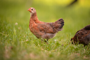 chickens through the natural farm. poultry feeding on the grass during summer season. portrait of young hen with colored feathers