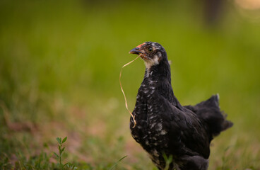 chickens through the natural farm. poultry feeding on the grass during summer season. portrait of young hen with colored feathers