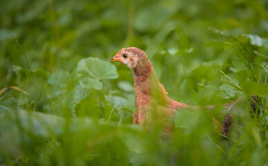 chickens through the natural farm. poultry feeding on the grass during summer season. portrait of young hen with colored feathers