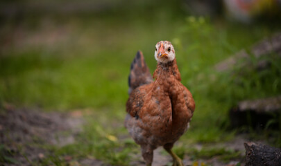 chickens through the natural farm. poultry feeding on the grass during summer season. portrait of young hen with colored feathers