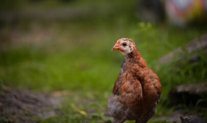 chickens through the natural farm. poultry feeding on the grass during summer season. portrait of young hen with colored feathers