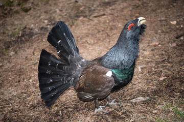 Ein kampfbereiter  Auerhahn während der Balz am Quittelsberg bei Rohrbach in Thüringen. Immer wieder züchtet man Auerhühner, um sie dann auszuwildern und heimisch werden zu lassen. Meist vergeblich.