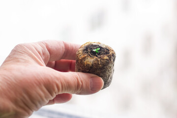 Seedling in a woman's hand.
