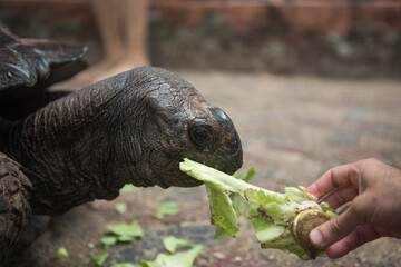 One Giant Turtle on Seychelles, Indian Ocean, Africa