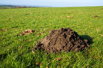 mole hills in the field