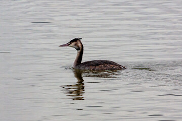 A Great Crested Grebe at Attenborough Nature Reserve Nottingham United Kingdom