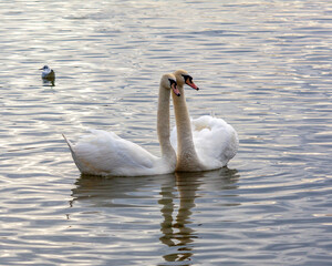 Naklejka premium A pair of Swans at Attenborough Nature Reserve. Nottingham, United Kingdom