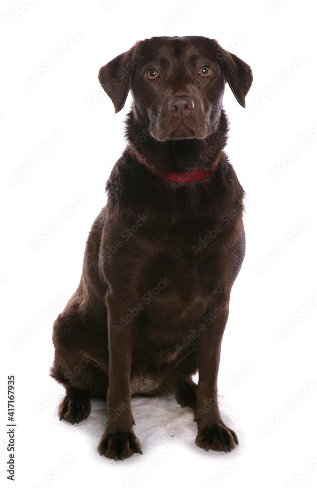 Sticker labrador retriever 9