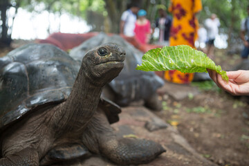 One Giant Turtle on Seychelles, Indian Ocean, Africa