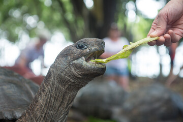One Giant Turtle on Seychelles, Indian Ocean, Africa