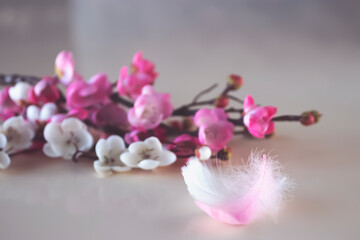Branches of blossoming sakura and colorful feathers on a light background.