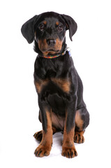 Rottweiler Puppy 2