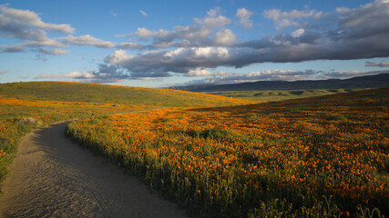 Wide field of bright orange California Pobby (Eschscholzia) in the Antelope Valley, California, USA