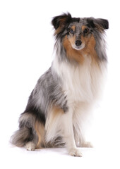 Shetland Sheepdog 1