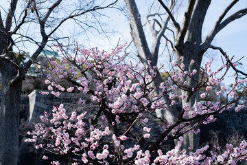 大阪城公園梅林