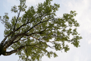 branches against blue sky