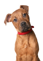 Staffordshire Bull Terrier Puppy 2