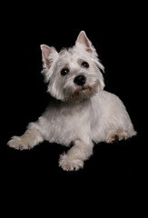 West Highland Terrier 1