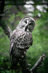 Portrait of an owl sitting on a branch and looking at the camera at the zoo. A bird of prey in an aviary, shot through a fine-grained lattice. Keeping wild animals in captivity. Beautiful bokeh.