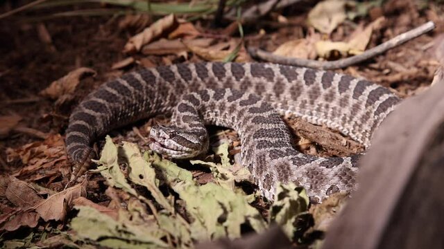 massasauga rattlesnake open mouth and flicks tongue slomo dark under spotlight