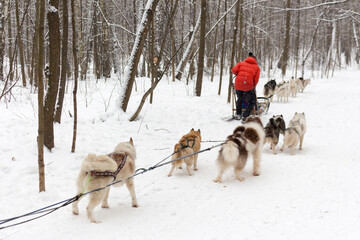  Dog sledding in the winter forest. Sled dogs husky in harness.