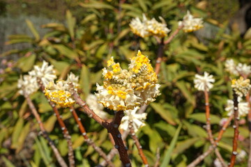 Edgeworthia chrysantha, yellow flower - 三又 (ミツマタ) 花