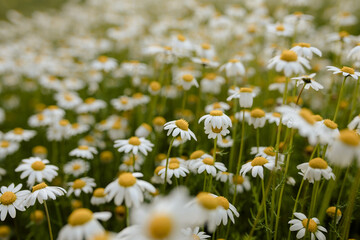 Wild spring daisies background