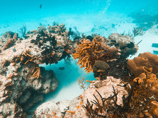 Naklejka na ściany i meble Diver diving through whole in Cozumel, Quintana Roo, Mexico