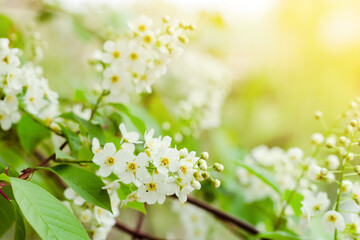 Obraz na płótnie Canvas Tender white flowers of bird cherry at blooming season, floral blossom under sunlight at spring, front selective focus