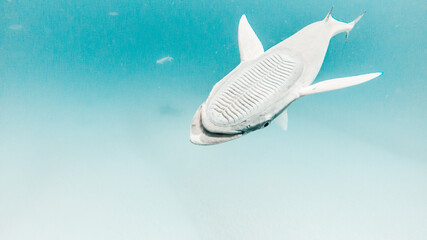 One common remora remora in Playa del Carmen, Quintana Roo, Mexico
