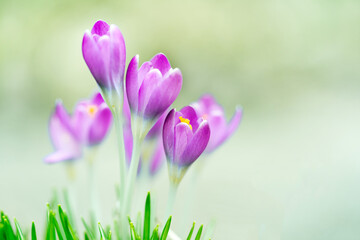 Krokusse im Frühling auf einer Wiese, Krokus, Blume, Gegenlicht, Licht, draussen, Nahaufnahme, Vorlage, Textfreiraum, Blüte, Natur