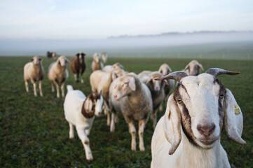 Ziegenherde auf einem nebligen Feld 1
